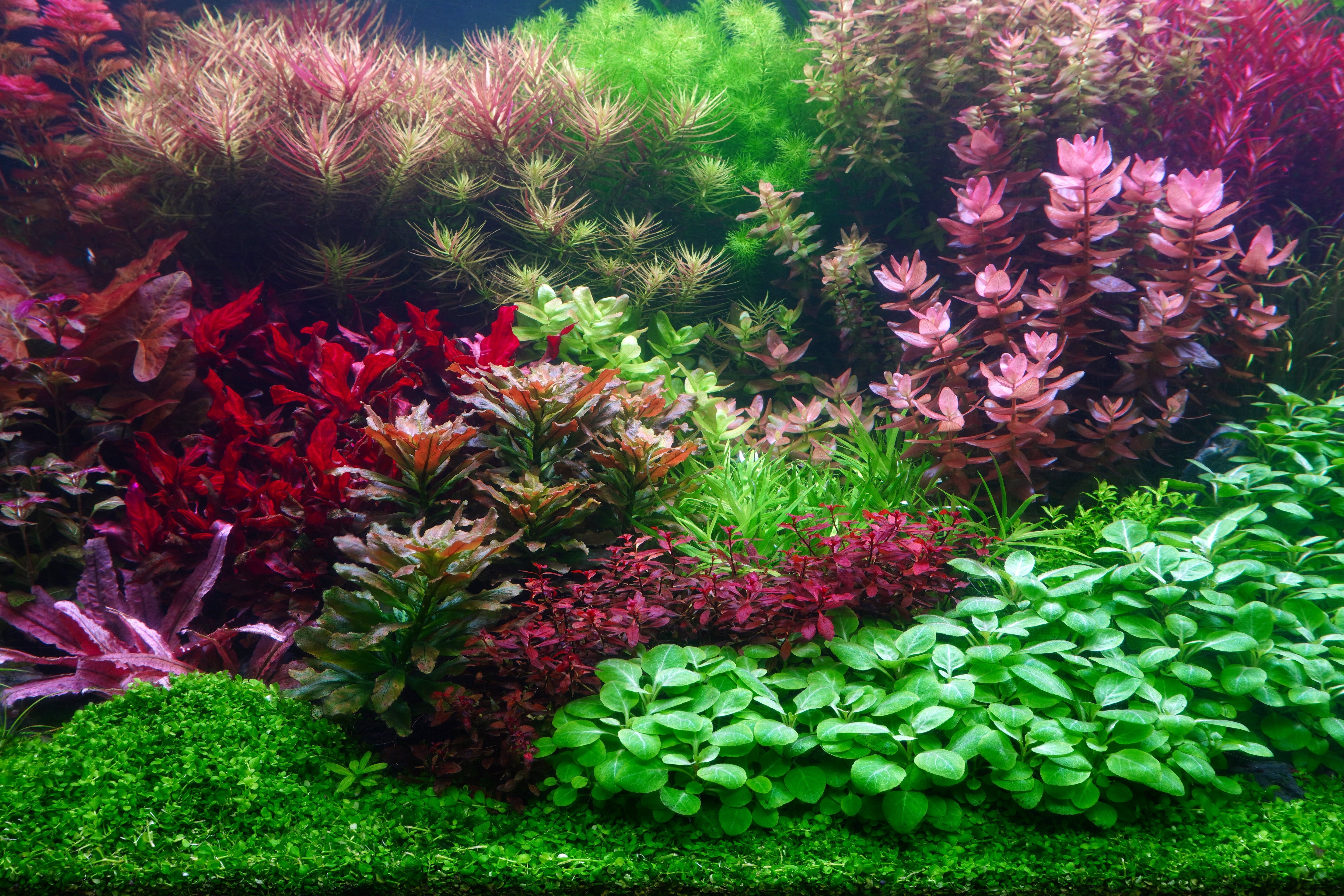 So gedeihen Ihre Aquarienpflanzen wie nie – Die Top 5 Fehler, die Sie vermeiden sollten