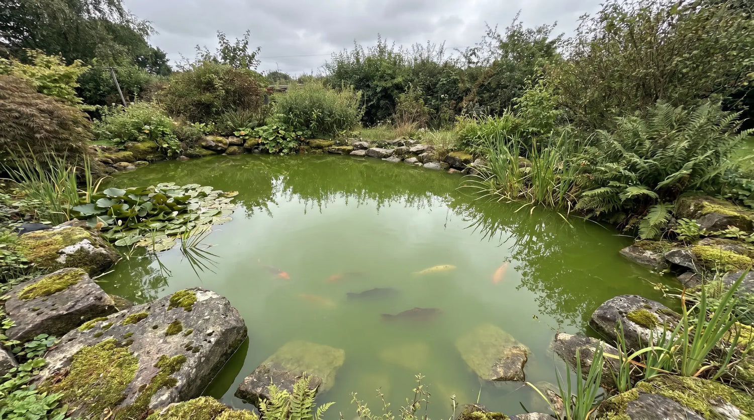 Grünes Teichwasser im Gartenteich