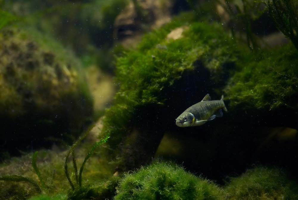 Wie kommen Algen ins Aquarium?