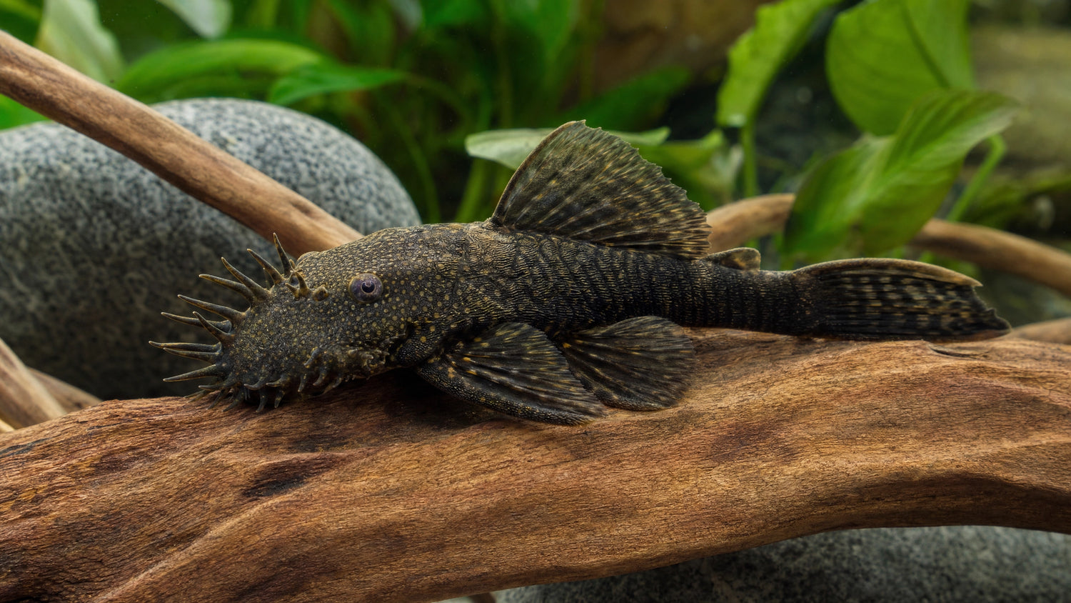 Antennenwels im Aquarium