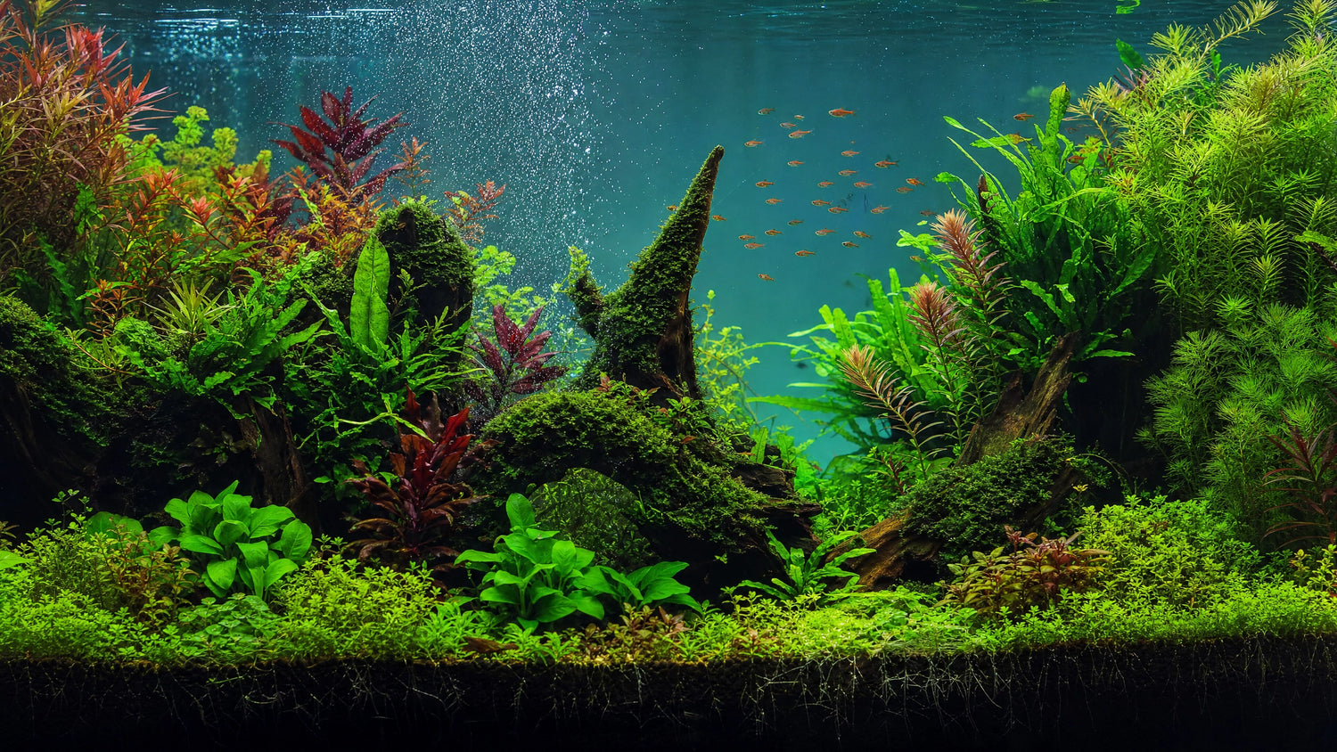 Aquariumpflanzen richtig düngen