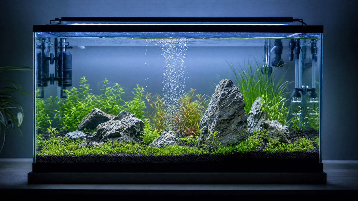 Einlaufphase im Aquarium