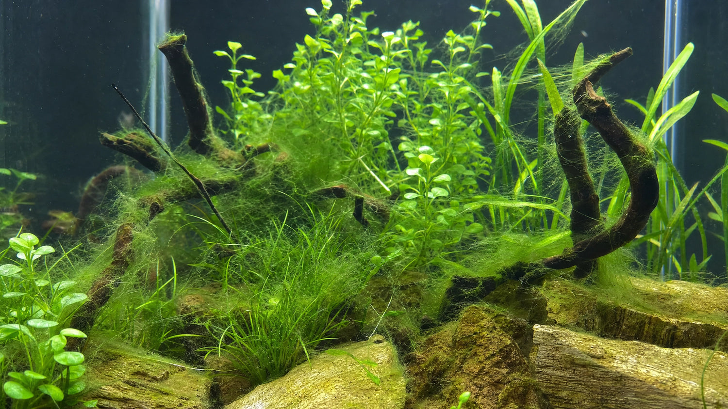 Fadenalgen im Aquarium