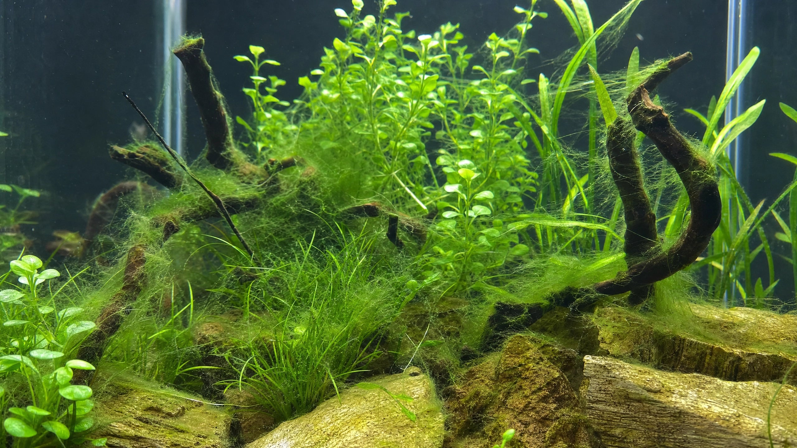 Fadenalgen im Aquarium