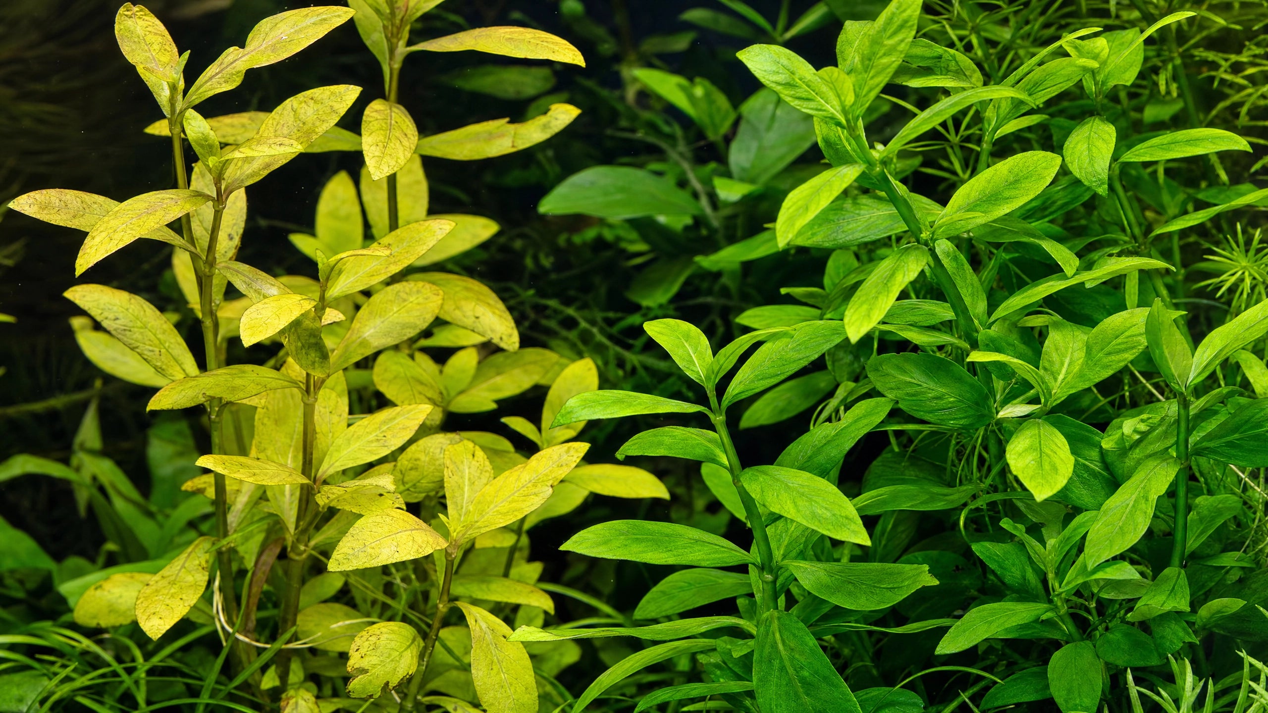 Gelbe Blätter bei Aquarienpflanzen