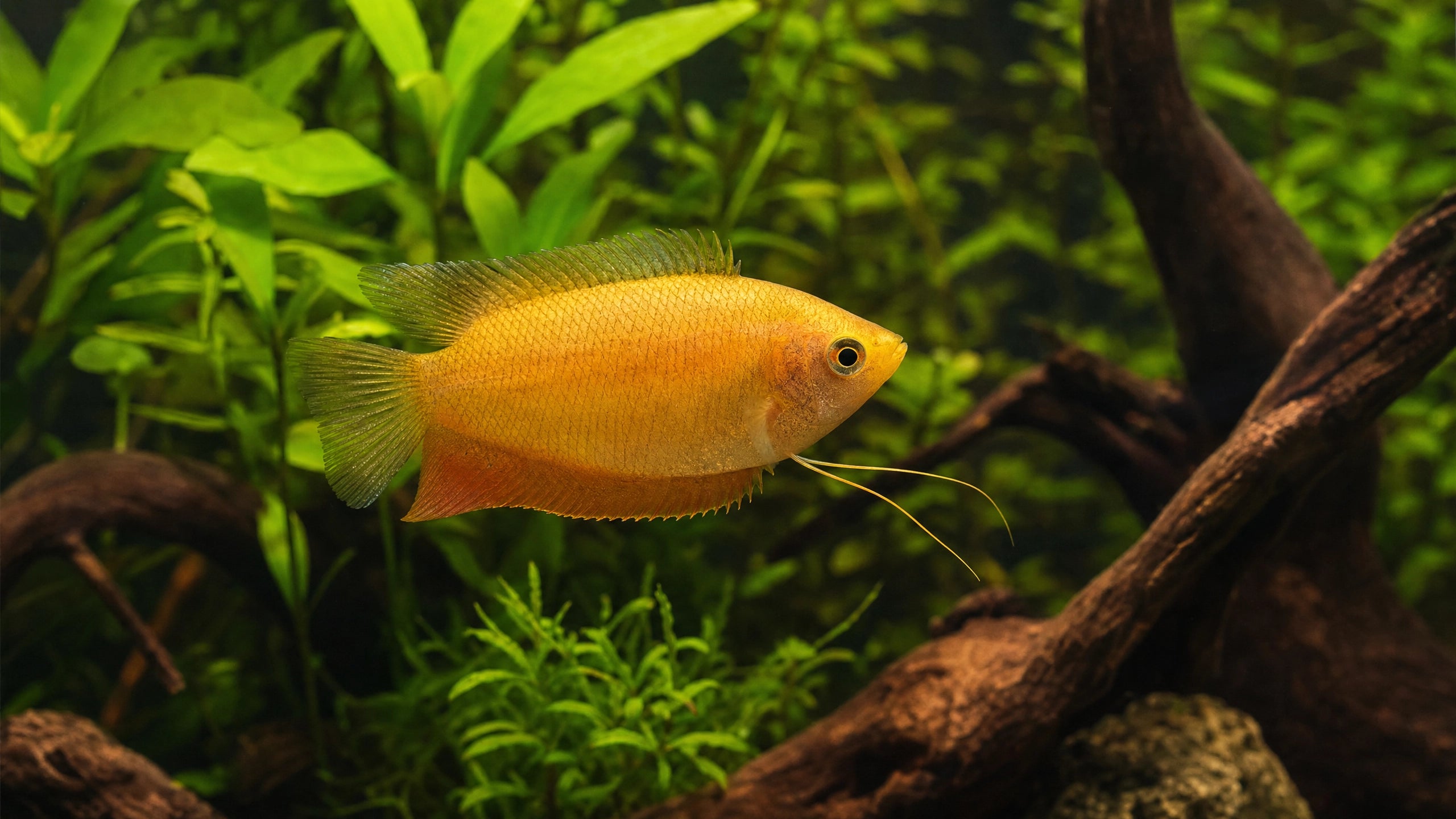 Honig-Gurami im Aquarium