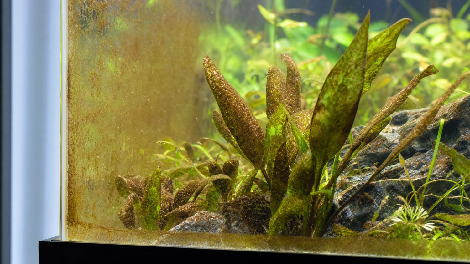 Kieselalgen im Aquarium