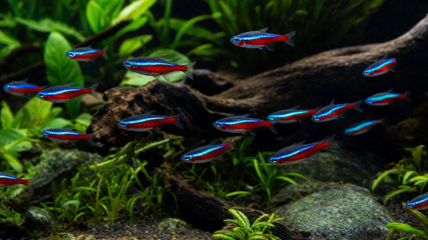 Neon-Salmler im Aquarium