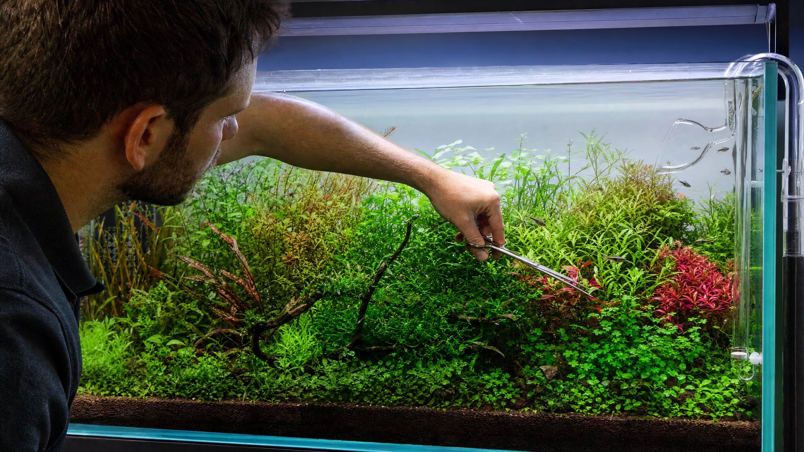 Aquariumpflanzen schneiden und pflegen