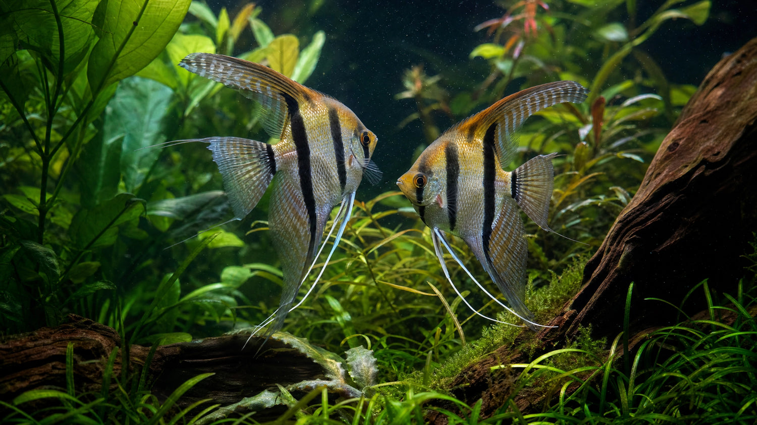 Skalare (Pterophyllum scalare) im Aquarium
