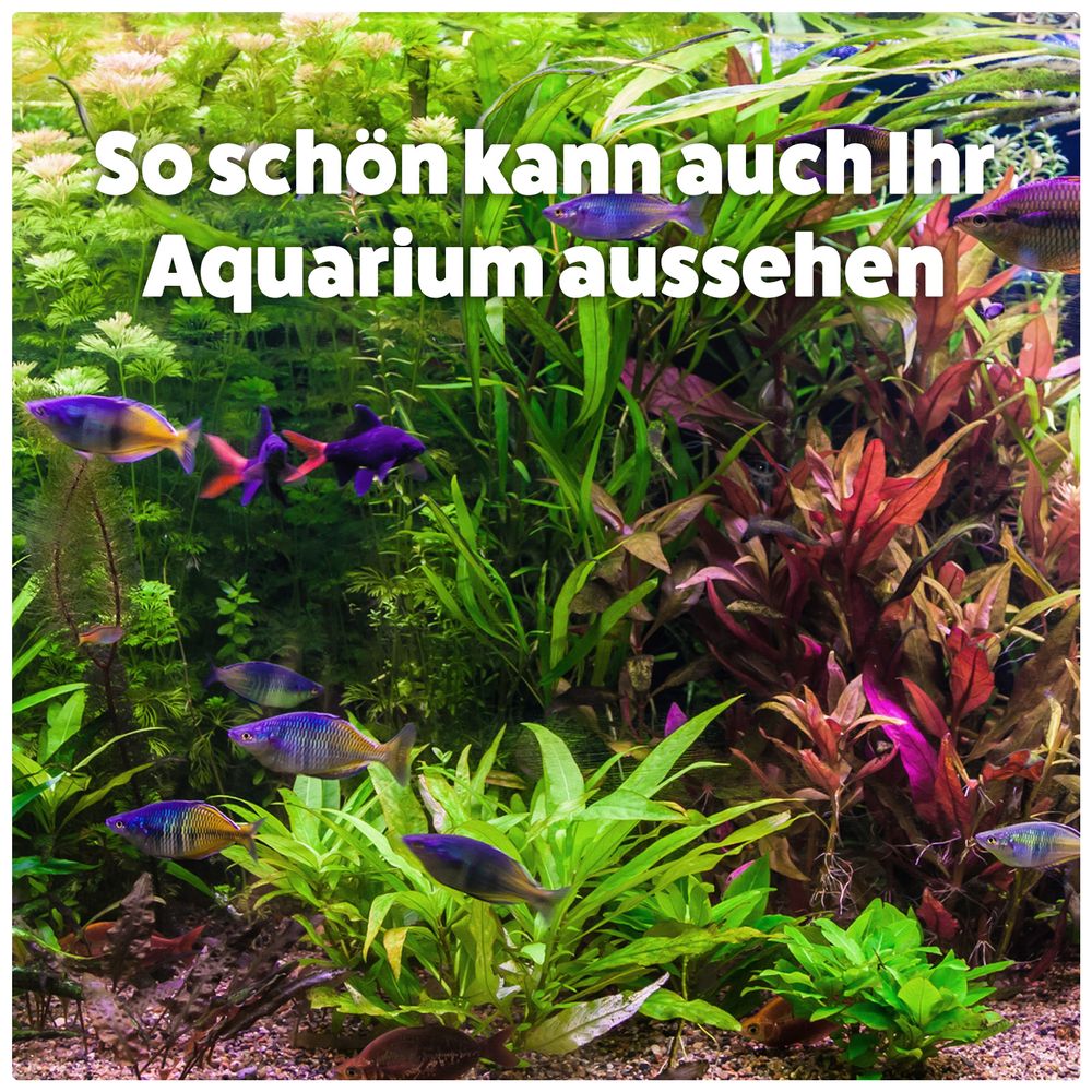 AQUASAN BIO Algenfreies Aquarium PLUS für Aquarien