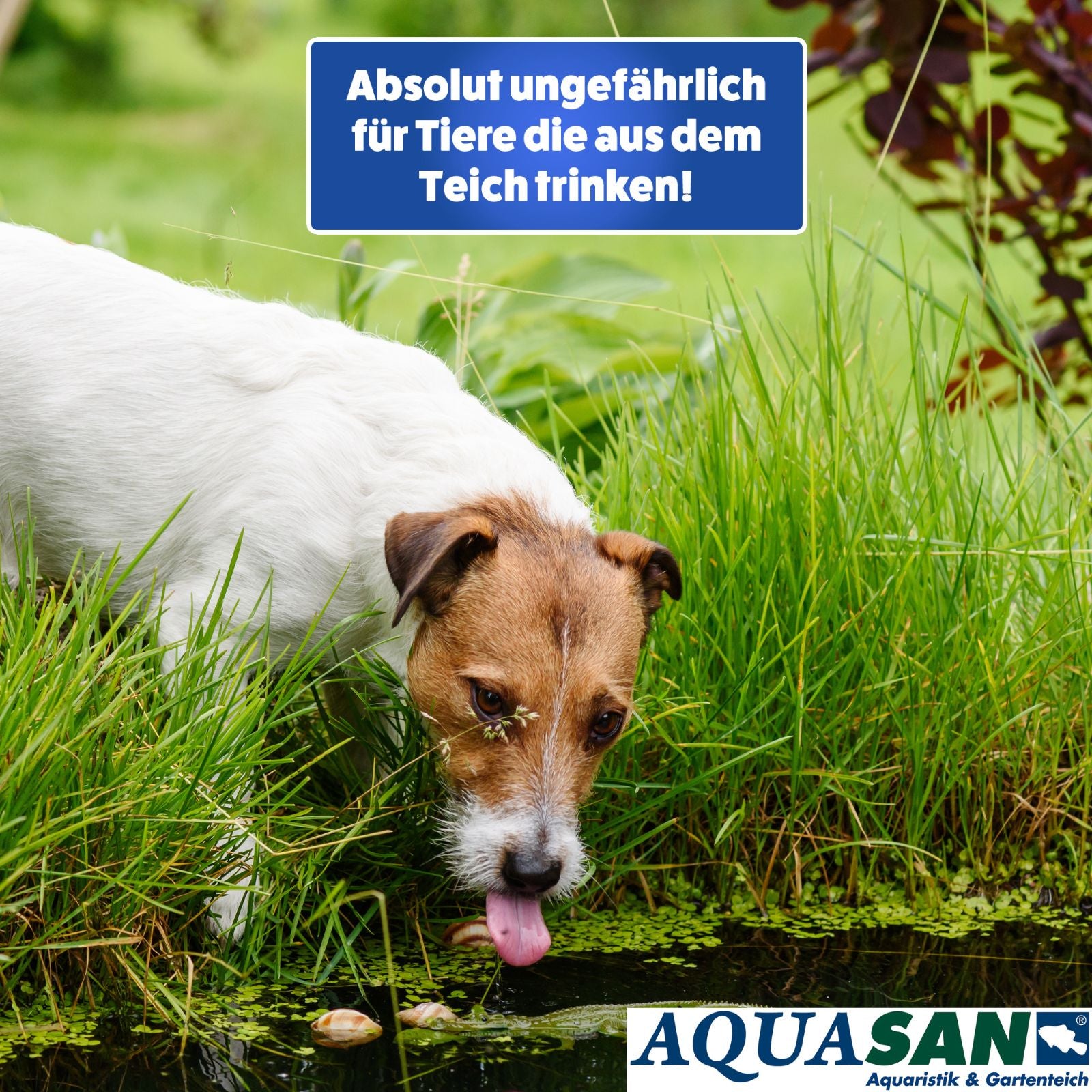AQUASAN Gartenteich 5er Komplettpflege SPAR-SET
