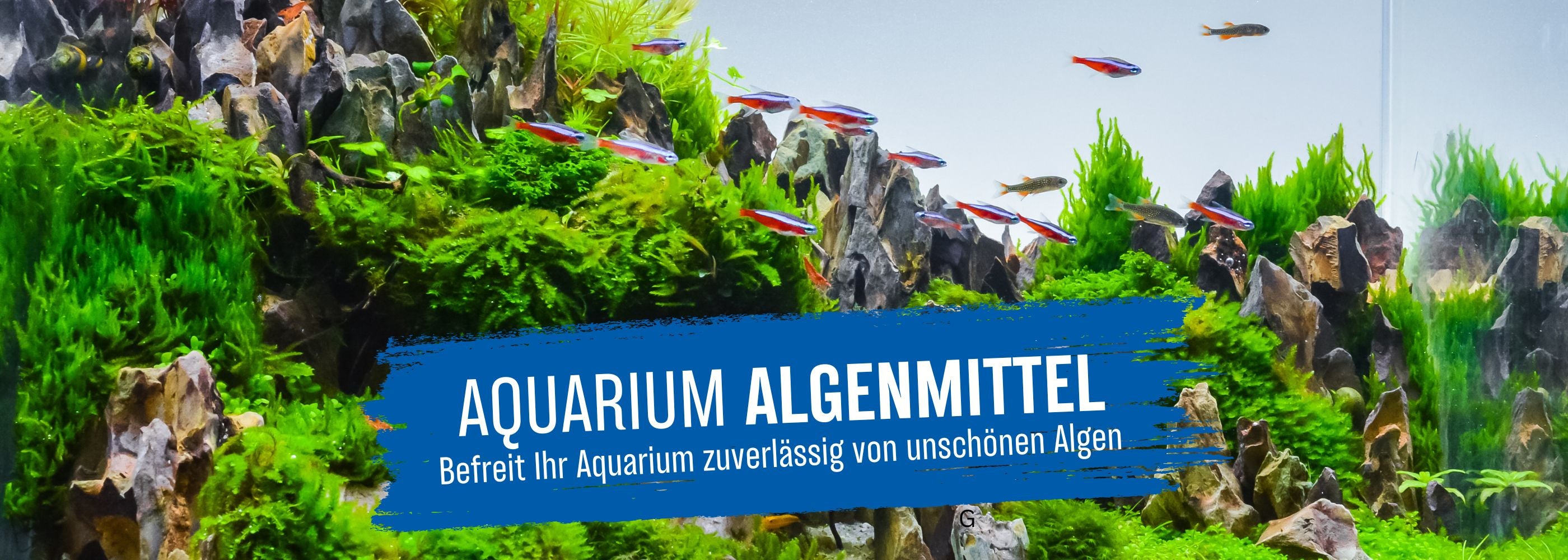Aquarium Algenmittel Kategoriebild