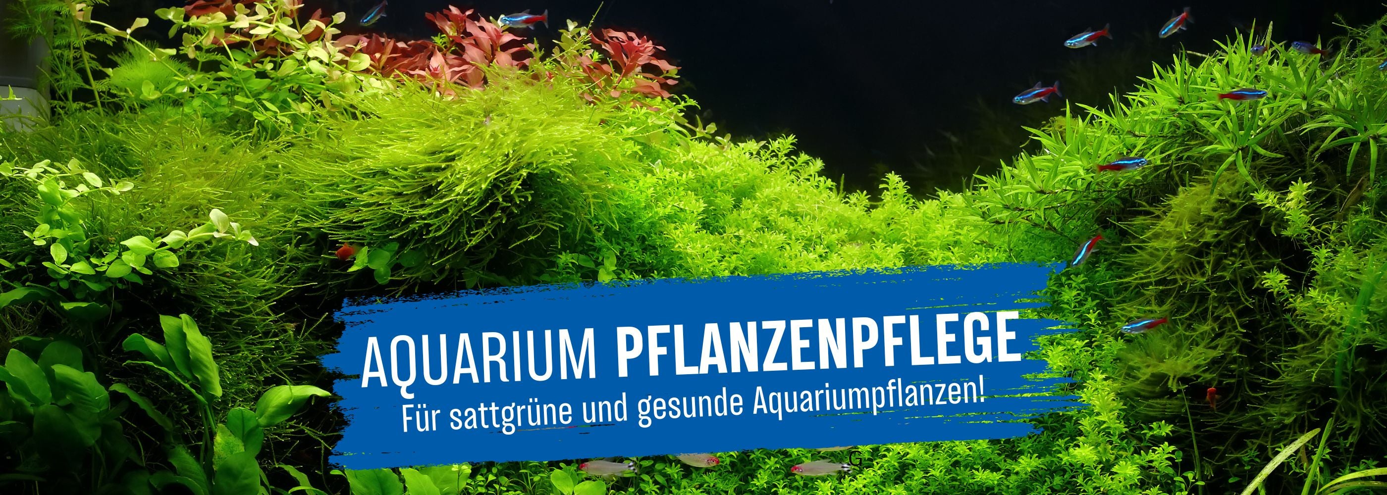 Aquasan Kategoriebild Aquarium Pflanzenpflege desktop