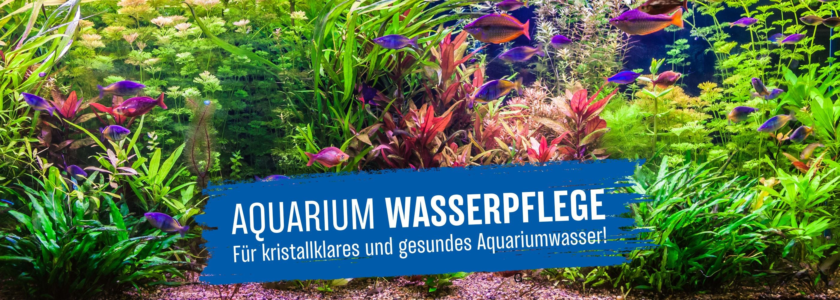 Aquasan Kategoriebild Aquarium Wasserpflege mobil