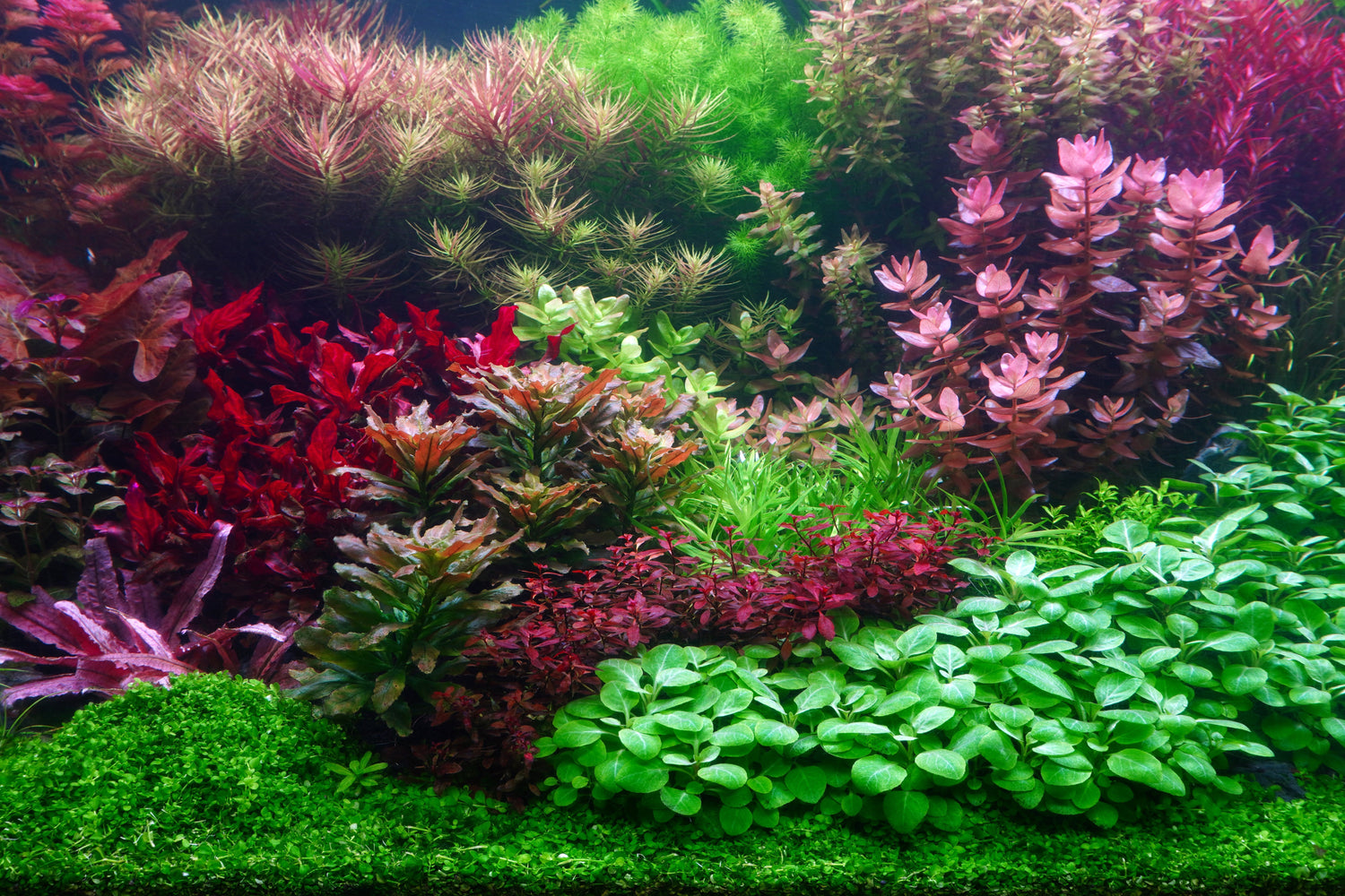 So gedeihen Ihre Aquarienpflanzen wie nie – Die Top 5 Fehler, die Sie vermeiden sollten