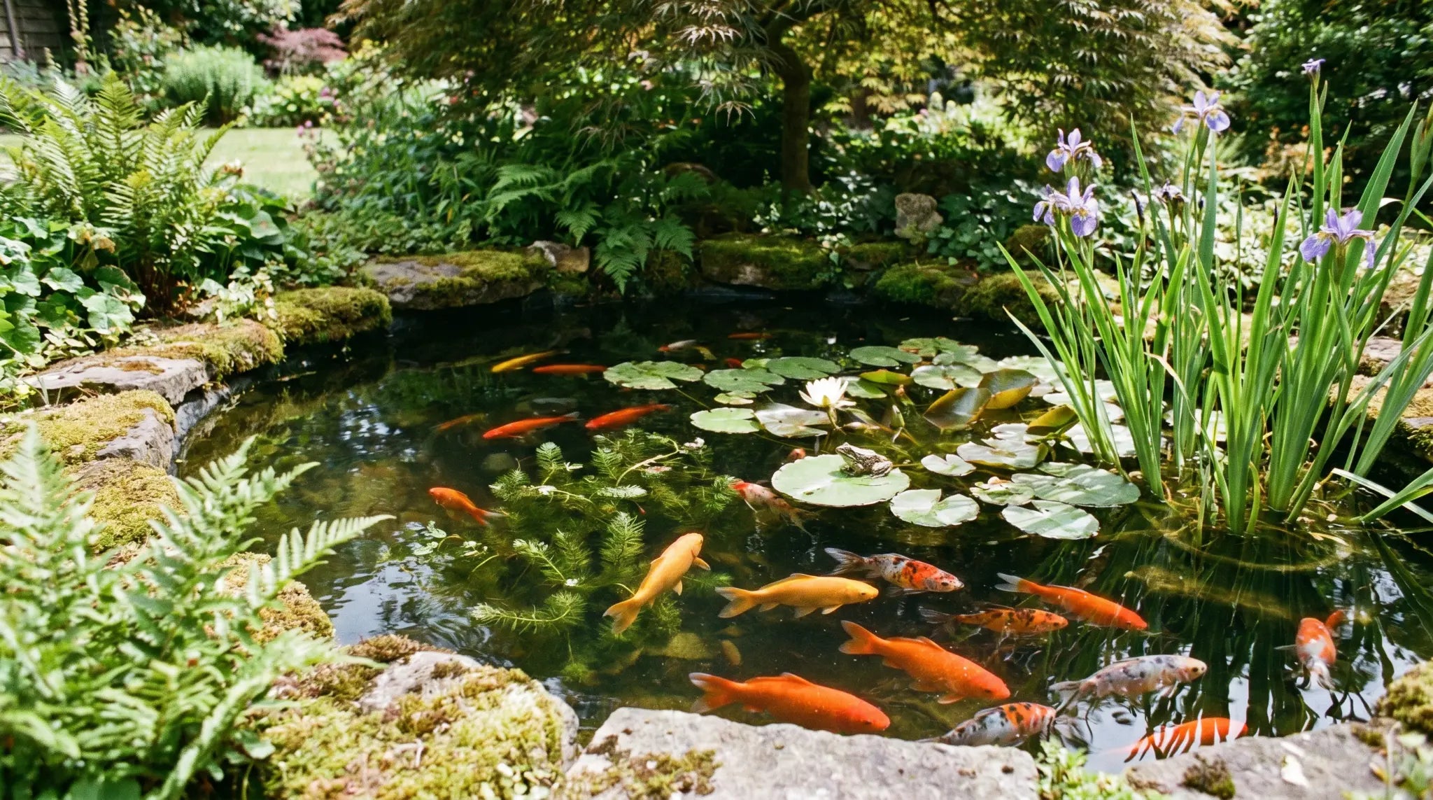 Goldfische im Gartenteich