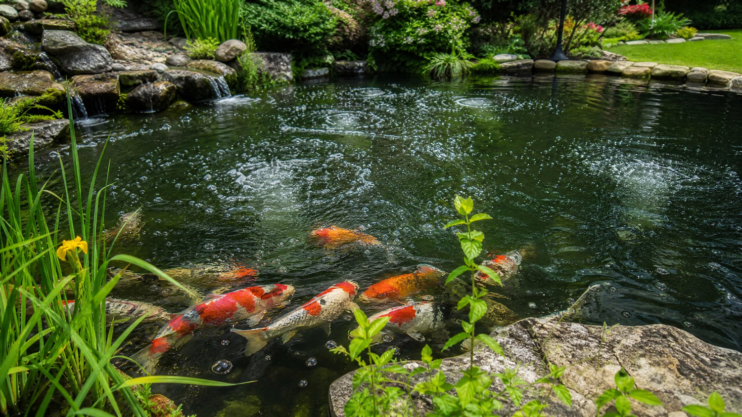 Sauerstoff im Gartenteich