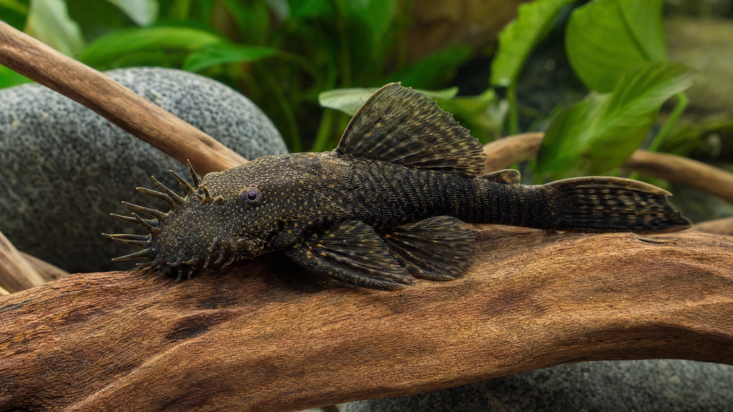 Antennenwels im Aquarium