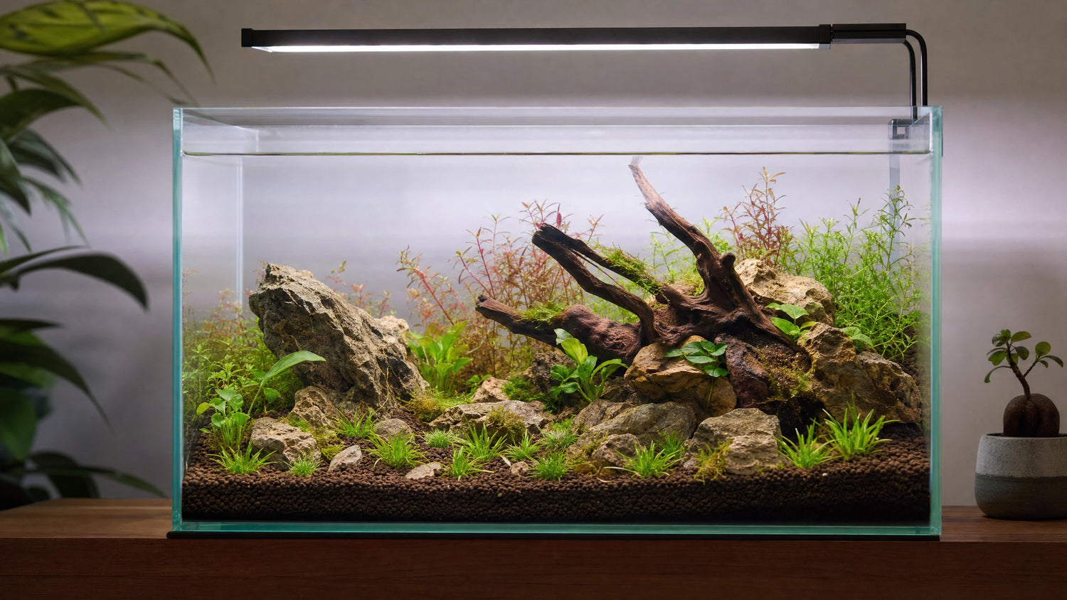 Aquarium einrichten – Schritt für Schritt