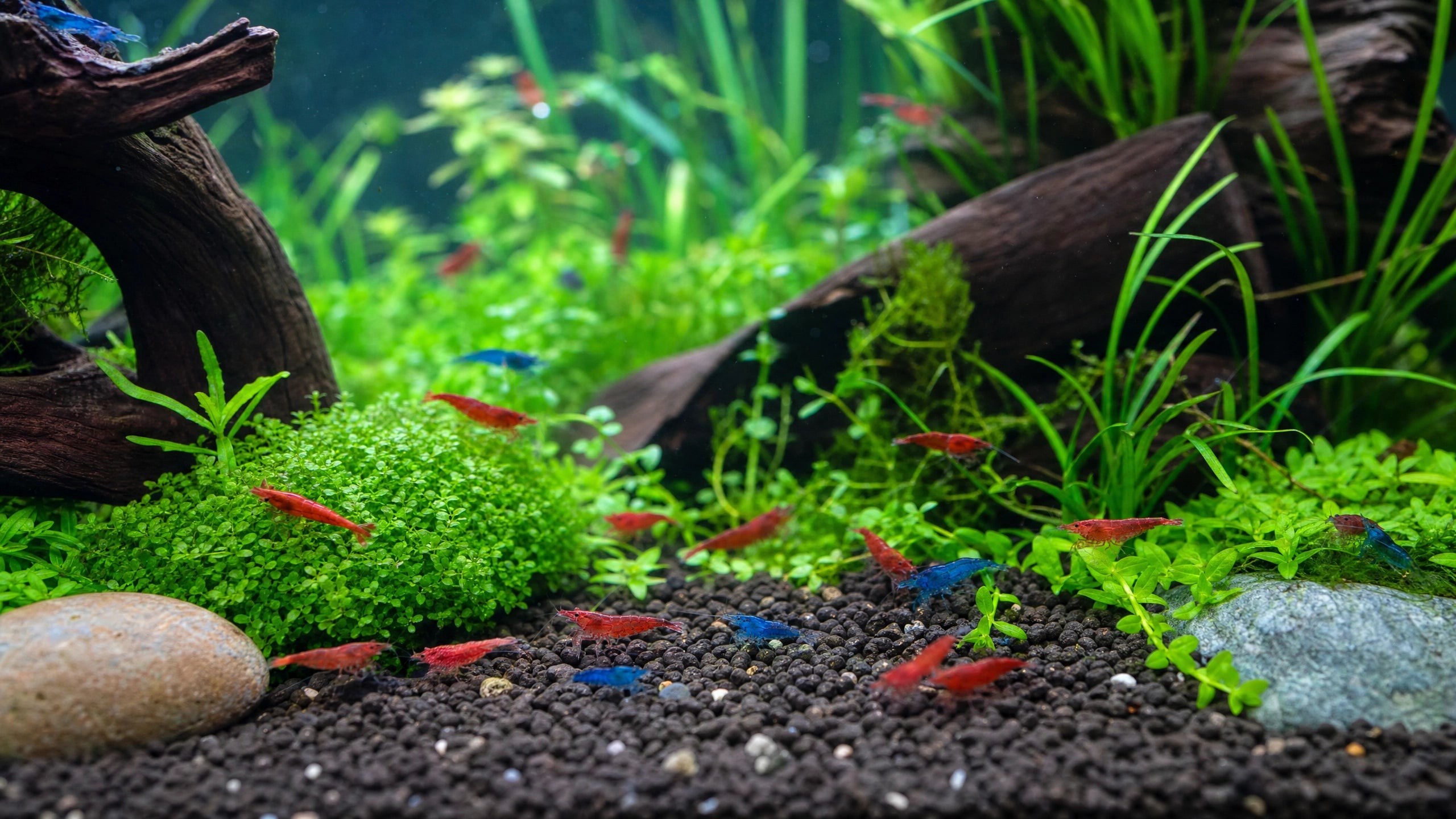 Garnelen im Aquarium – Haltung und Pflege