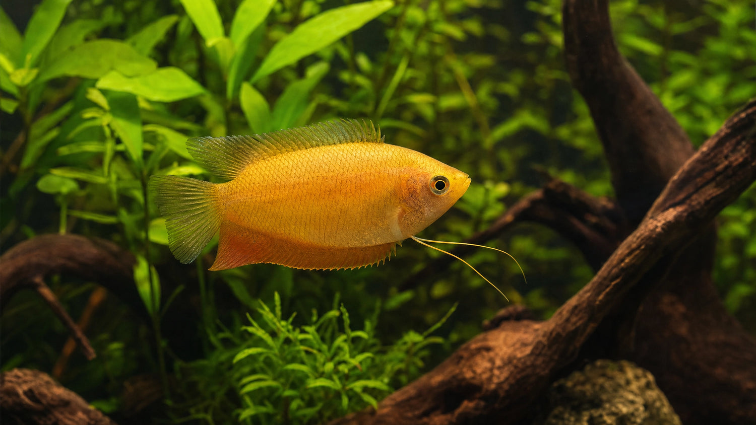 Honig-Gurami im Aquarium