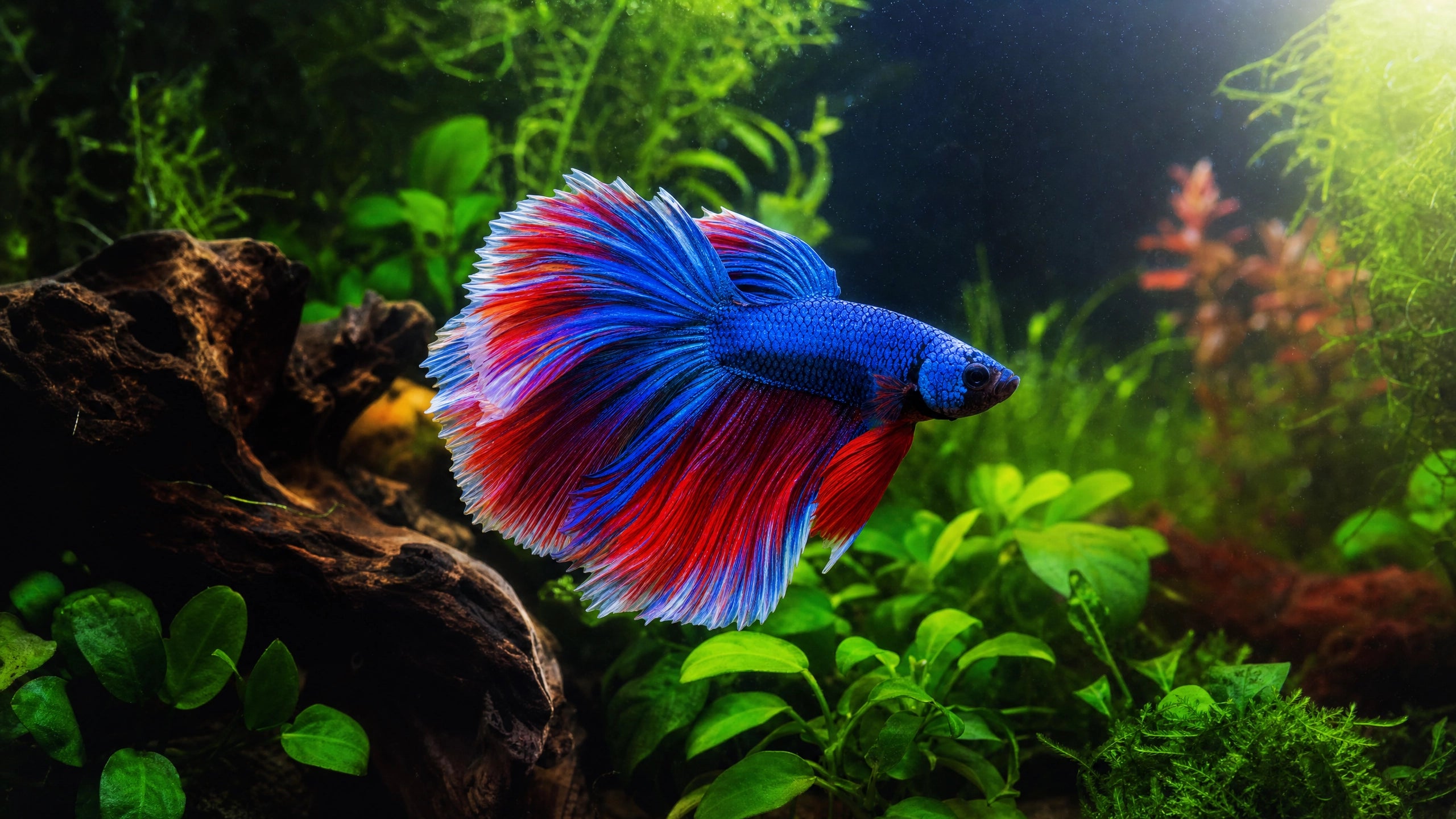 Kampffisch (Betta splendens) im Aquarium
