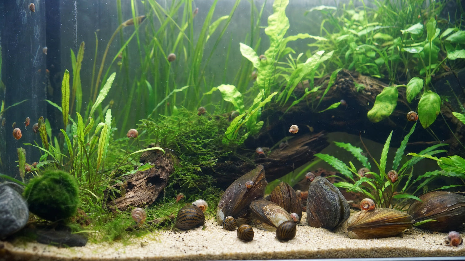 Schnecken und Muscheln im Aquarium