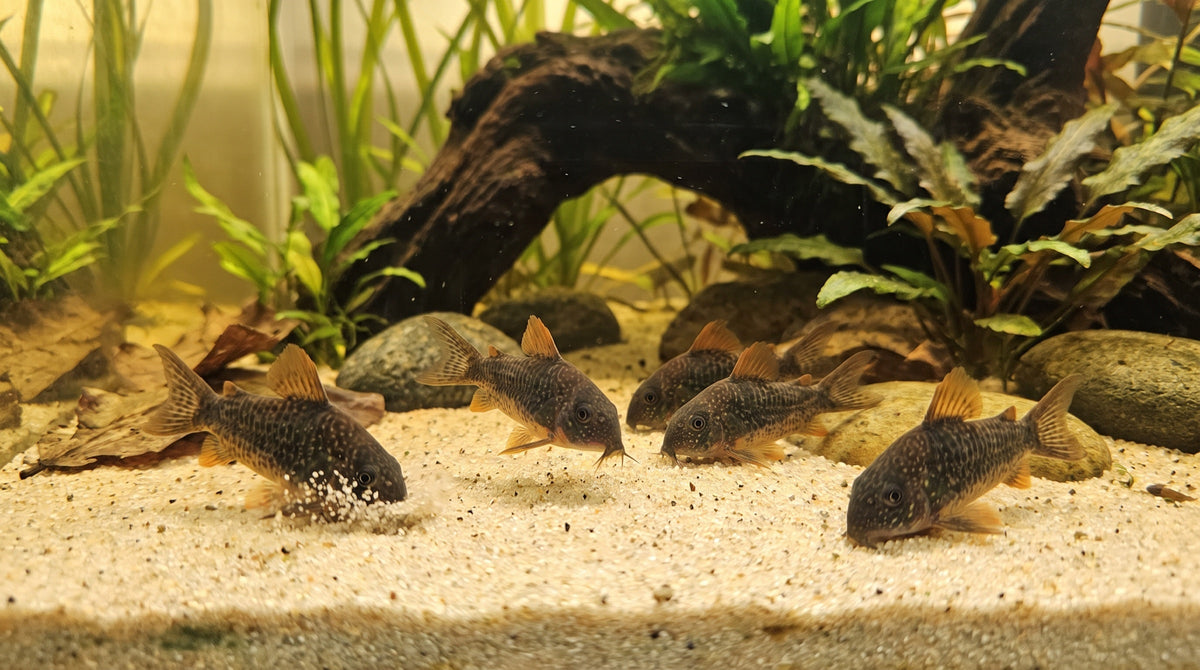 Gruppe Sterbai-Panzerwelse sucht mit den Barteln im feinen Sand nach Futter