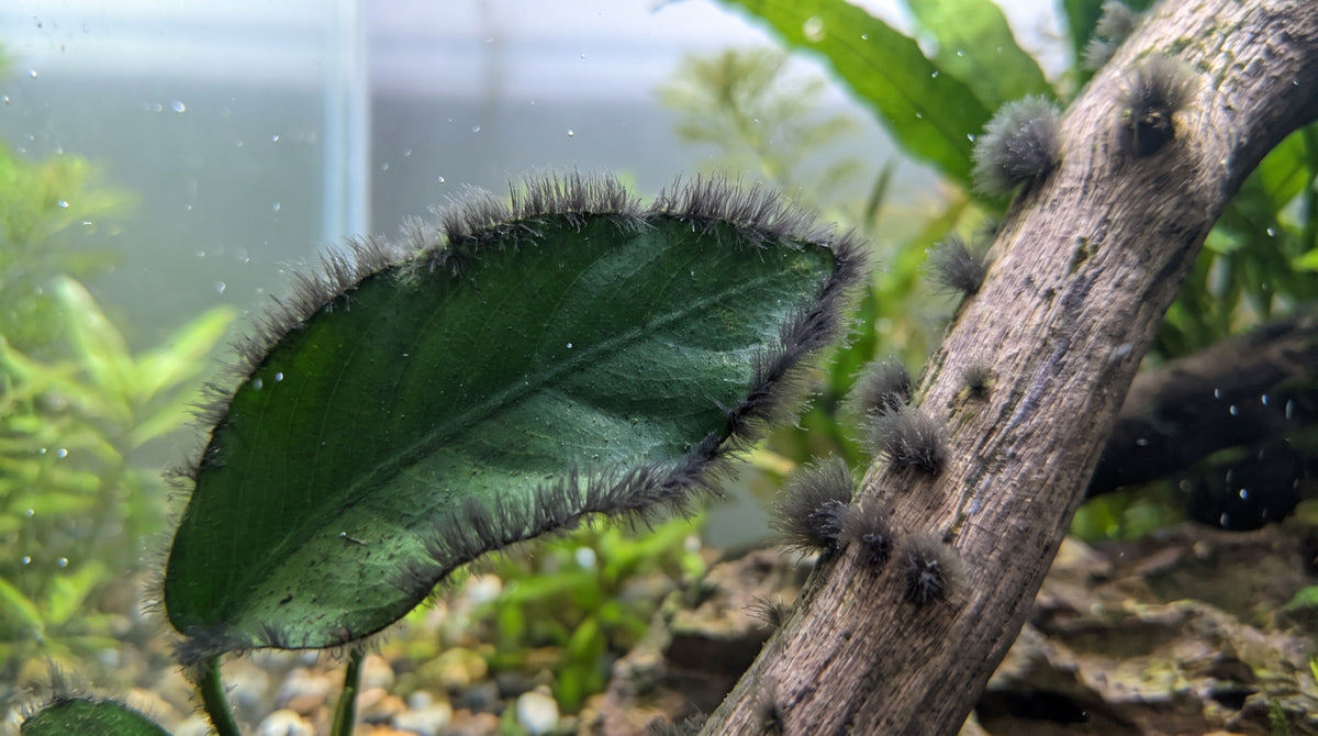 Pinselalgen im Aquarium: dunkle Büschel am Rand eines Anubias-Blatts und auf einer Wurzel