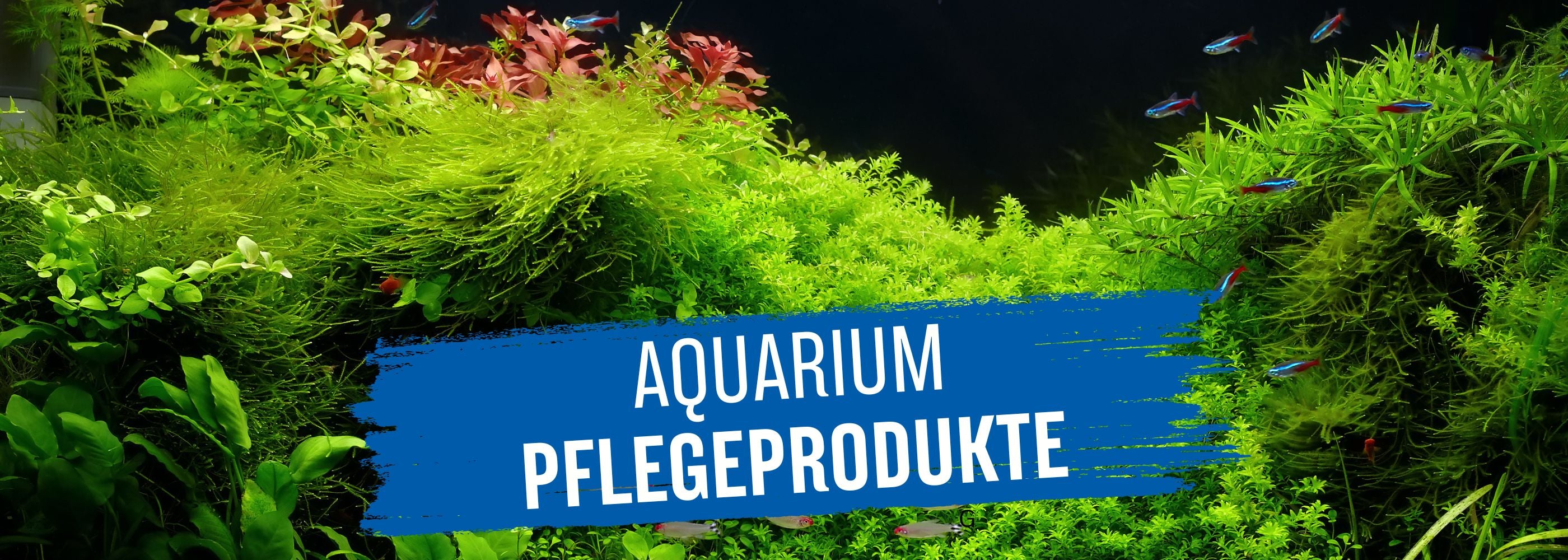 Aquasan Kategoriebild Aquarium Desktop